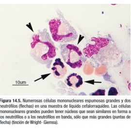 Diagnostico citologico y hematologico del perro y el gato 5a edición, Valenciano - Cowell