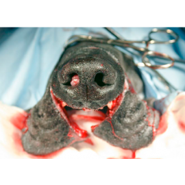 Improve International Manual clinico de cirugia en pequeños animales Vol I : tejidos blandos